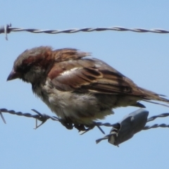 Passer domesticus (House Sparrow) at Macnamara, ACT - 7 Mar 2021 by Christine