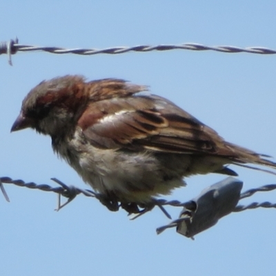 Passer domesticus (House Sparrow) at Macnamara, ACT - 7 Mar 2021 by Christine