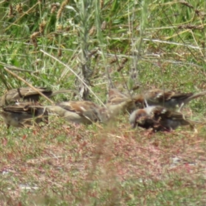 Passer domesticus at Macnamara, ACT - 7 Mar 2021