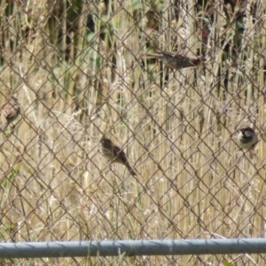 Passer domesticus at Macnamara, ACT - 7 Mar 2021