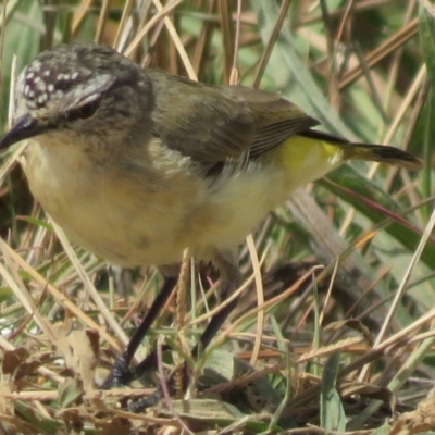 Acanthiza chrysorrhoa (Yellow-rumped Thornbill) at Macnamara, ACT - 7 Mar 2021 by Christine