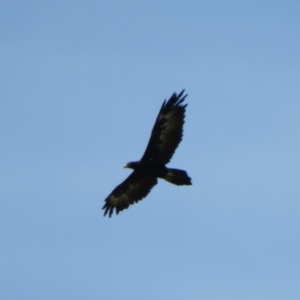 Aquila audax at Macgregor, ACT - 7 Mar 2021 01:07 PM