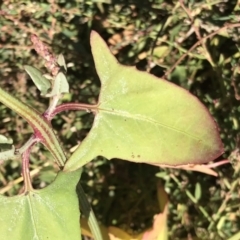 Atriplex prostrata (Hastate Orache) at Lawson North Grasslands - 28 Feb 2021 by rainer