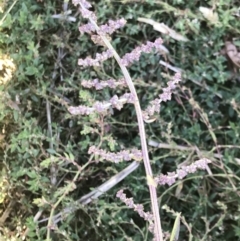 Atriplex prostrata at Lawson, ACT - 28 Feb 2021