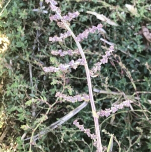 Atriplex prostrata at Lawson, ACT - 28 Feb 2021