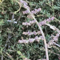 Atriplex prostrata at Lawson, ACT - 28 Feb 2021