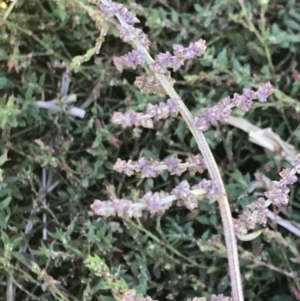 Atriplex prostrata at Lawson, ACT - 28 Feb 2021