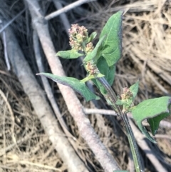 Atriplex prostrata at Lawson, ACT - 28 Feb 2021