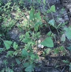 Atriplex prostrata at Lawson, ACT - 28 Feb 2021