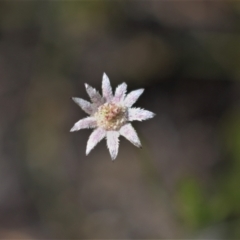 Actinotus minor (Lesser Flannel Flower) at Wingecarribee Local Government Area - 6 Mar 2021 by Sarah2019
