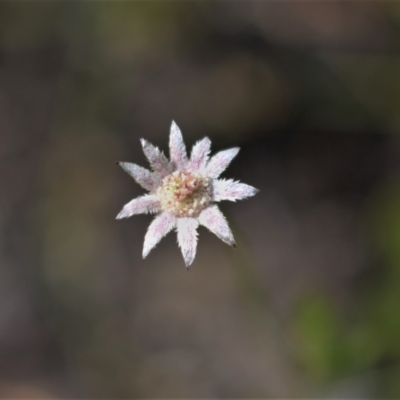 Actinotus minor (Lesser Flannel Flower) at Bundanoon, NSW - 6 Mar 2021 by Sarah2019