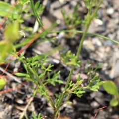 Actinotus minor at Morton National Park - 6 Mar 2021