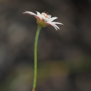 Actinotus minor at Morton National Park - suppressed