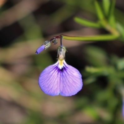 Pigea monopetala (Slender Violet) at Bundanoon, NSW - 6 Mar 2021 by Sarah2019