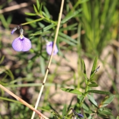 Hybanthus monopetalus at Bundanoon - 6 Mar 2021