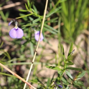 Hybanthus monopetalus at Bundanoon - 6 Mar 2021