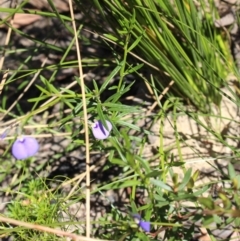 Hybanthus monopetalus at Bundanoon - 6 Mar 2021