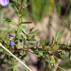 Hybanthus monopetalus at Bundanoon - 6 Mar 2021