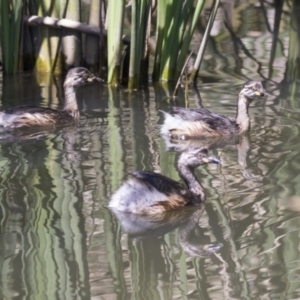 Tachybaptus novaehollandiae at Gungahlin, ACT - 4 Mar 2021