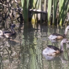 Tachybaptus novaehollandiae at Gungahlin, ACT - 4 Mar 2021