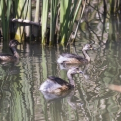 Tachybaptus novaehollandiae at Gungahlin, ACT - 4 Mar 2021