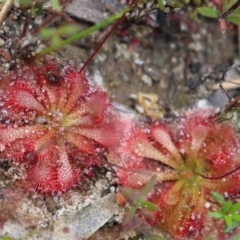 Drosera spatulata (Common Sundew) at Bundanoon - 6 Mar 2021 by Sarah2019