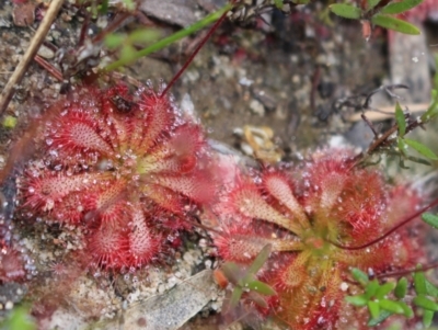 Drosera spatulata (Common Sundew) at Bundanoon - 6 Mar 2021 by Sarah2019