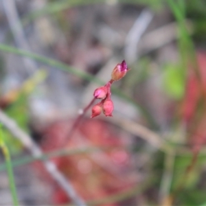 Drosera spatulata at Bundanoon - suppressed