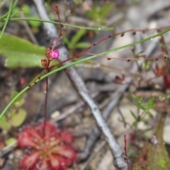 Drosera spatulata at Bundanoon - suppressed