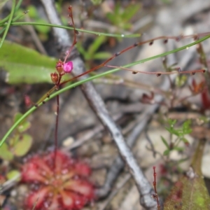 Drosera spatulata at Bundanoon - 6 Mar 2021