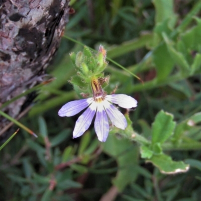 Scaevola albida (Small-fruit Fan-flower) at Morton National Park - 5 Mar 2021 by Sarah2019