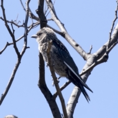 Artamus cyanopterus cyanopterus (Dusky Woodswallow) at The Pinnacle - 5 Mar 2021 by AlisonMilton