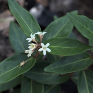 Marsdenia suaveolens at Morton National Park - 6 Mar 2021