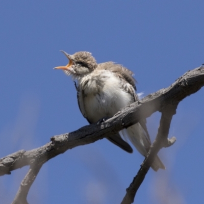 Lalage tricolor (White-winged Triller) at The Pinnacle - 5 Mar 2021 by AlisonMilton