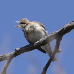 Lalage tricolor at Holt, ACT - 5 Mar 2021 11:40 AM