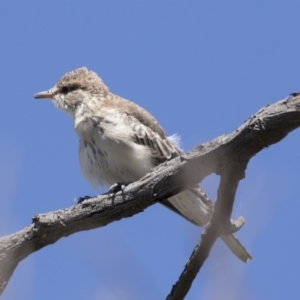 Lalage tricolor at Holt, ACT - 5 Mar 2021 11:40 AM