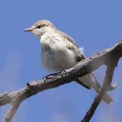 Lalage tricolor at Holt, ACT - 5 Mar 2021