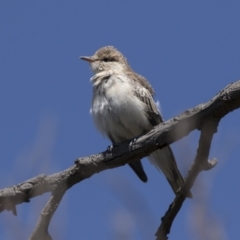 Lalage tricolor at Holt, ACT - 5 Mar 2021 11:40 AM