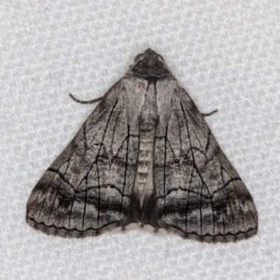 Stibaroma melanotoxa (Grey-caped Line-moth) at Melba, ACT - 6 Mar 2021 by Bron