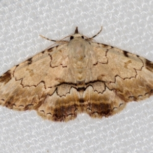 Sandava xylistis at Melba, ACT - 6 Mar 2021