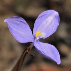 Patersonia sericea (silky purple-flag) at Bundanoon - 6 Mar 2021 by Sarah2019