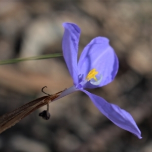 Patersonia sericea at Bundanoon - 6 Mar 2021