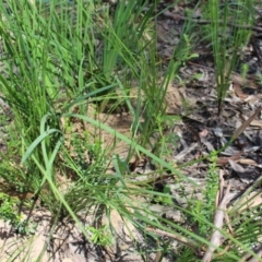 Patersonia sericea at Bundanoon - 6 Mar 2021