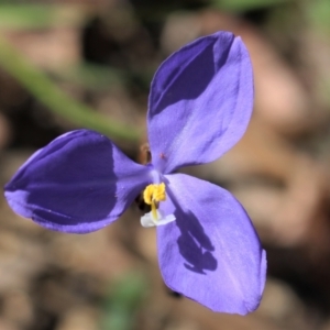 Patersonia sericea at Bundanoon - 6 Mar 2021 12:08 PM