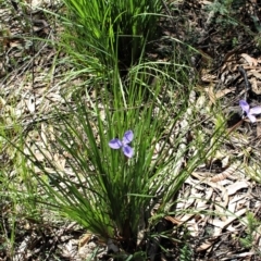 Patersonia sericea at Bundanoon - 6 Mar 2021