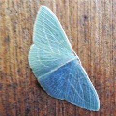 Chlorocoma carenaria (Veined Emerald) at Paddys River, ACT - 4 Mar 2021 by JohnBundock