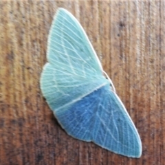 Chlorocoma carenaria (Veined Emerald) at Tidbinbilla Nature Reserve - 4 Mar 2021 by JohnBundock