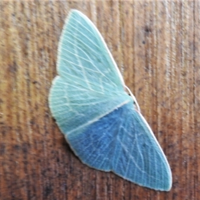 Chlorocoma carenaria (Veined Emerald) at Paddys River, ACT - 4 Mar 2021 by JohnBundock