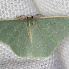 Chlorocoma dichloraria (Guenee's or Double-fringed Emerald) at Melba, ACT - 6 Mar 2021 by Bron