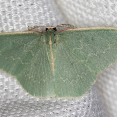 Chlorocoma dichloraria (Guenee's or Double-fringed Emerald) at Melba, ACT - 6 Mar 2021 by Bron